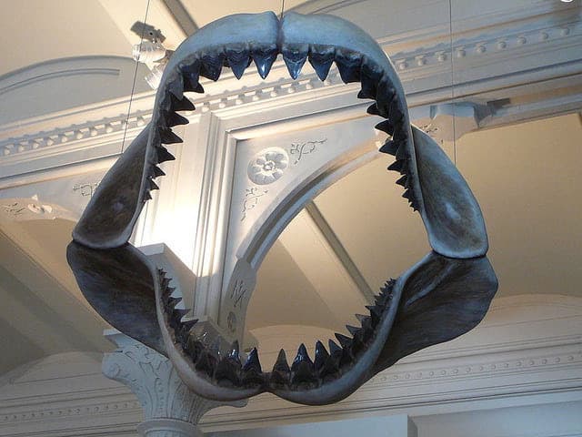 The 70-foot-long, 50-ton Megalodon was the biggest shark in history, a true apex predator that counted everything in the ocean as part of its ongoing dinner buffet, including whales, squids, fish and dolphins. More about Megalodon