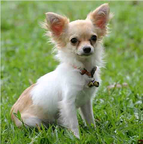 Read more about the article There is a reason chihuahuas are not good cattle dogs.