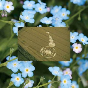 Read more about the article Forget me not…